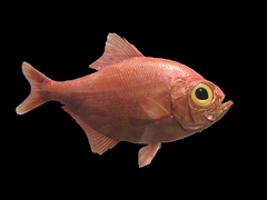 Alfonsino photo 5