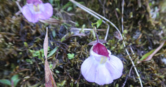 Utricularia unifolia