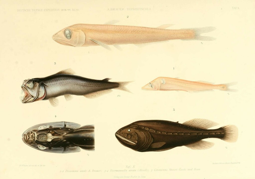 Short Fin Pearleye