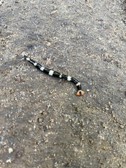 Diversibipalium rauchi