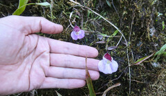 Utricularia unifolia