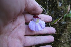Utricularia unifolia