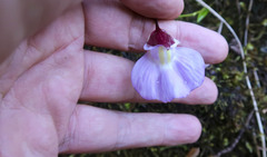Utricularia unifolia