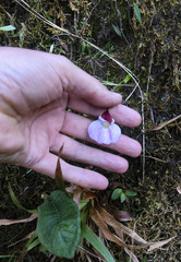 Utricularia unifolia