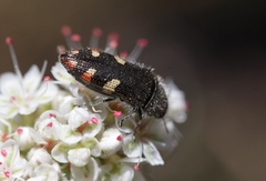 Acmaeodera holsteni