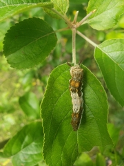 Limenitis lorquini