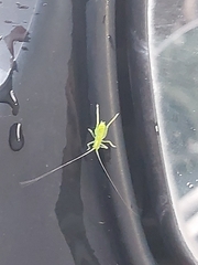 Meconema meridionale