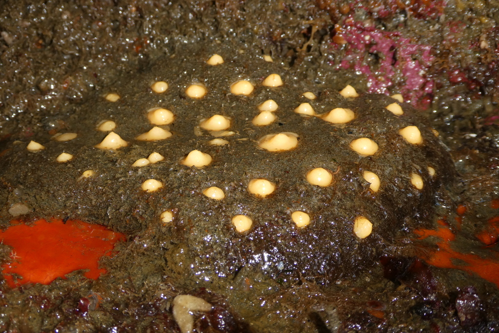 aggregated nipple horny sponge