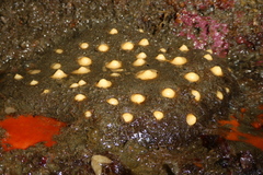 Polymastia pachymastia