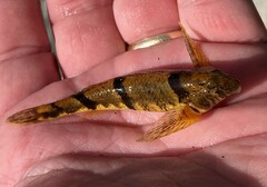 Etheostoma blennius