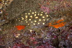 Polymastia pachymastia