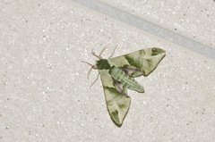 Callambulyx tatarinovii