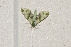 Callambulyx tatarinovii