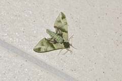 Callambulyx tatarinovii