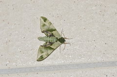 Callambulyx tatarinovii