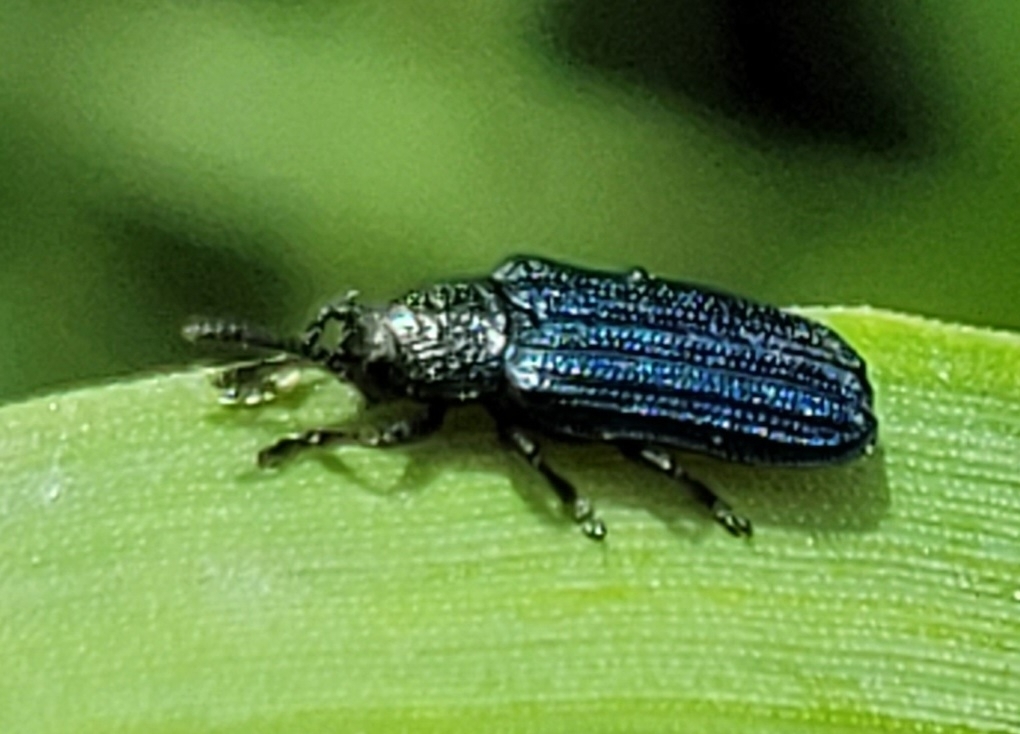 Anisostena californica