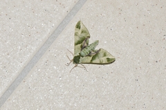 Callambulyx tatarinovii