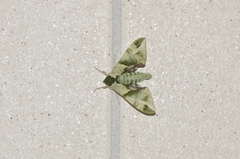 Callambulyx tatarinovii