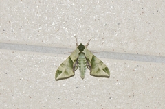 Callambulyx tatarinovii