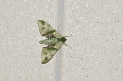 Callambulyx tatarinovii