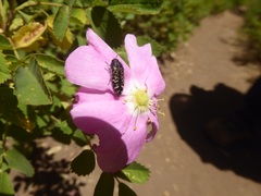 Acmaeodera connexa