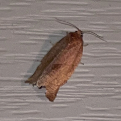 Choristoneura rosaceana