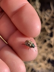 Leptinotarsa lineolata