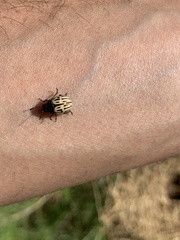 Leptinotarsa lineolata