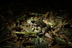 Minervarya chiangmaiensis