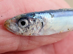 Spratelloides robustus