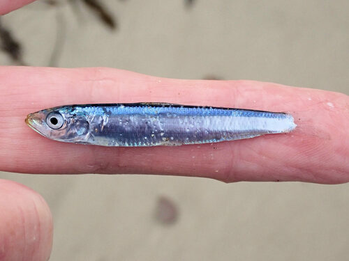 Blue sardine (Spratelloides robustus) — Clupeidae — 2