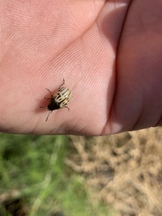 Leptinotarsa lineolata