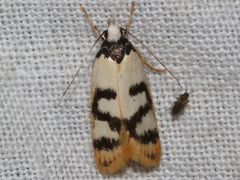 Eulechria sigmophora
