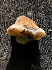 Laetiporaceae