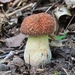 Boletus hortonii - Photo (c) Fluff Berger, some rights reserved (CC BY-SA)