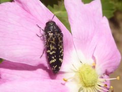 Acmaeodera connexa