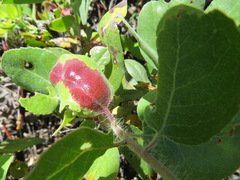 Exobasidium arctostaphyli
