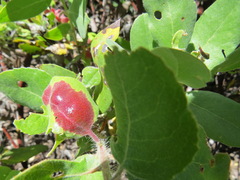 Exobasidium arctostaphyli