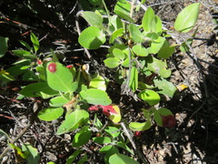 Exobasidium arctostaphyli