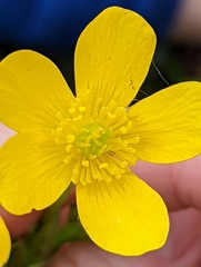 Ranunculus orthorhynchus