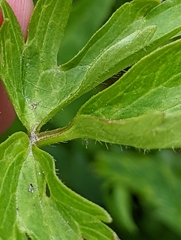 Ranunculus orthorhynchus