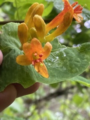 Lonicera ciliosa