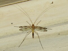 Macrocerinae
