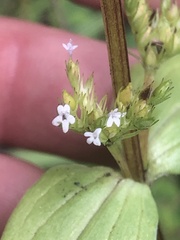 Plectritis congesta brachystemon