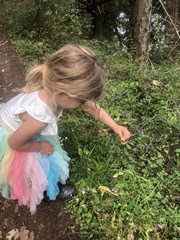 Plectritis congesta brachystemon