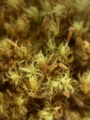 Ulota intermedia