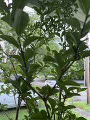 Magnoliopsida
