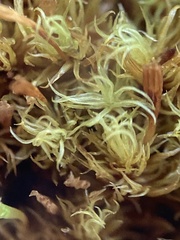 Ulota intermedia