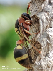 Ropalidia jacobsoni