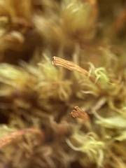 Ulota intermedia